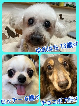 🐾今日の里親様募集中ワンコ🐶メンバーです🐾2023,5,8【保護犬カフェ天神橋店】